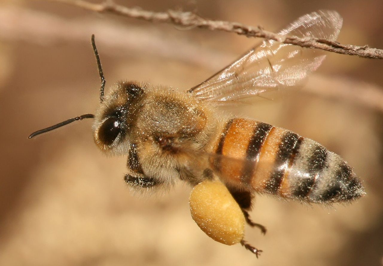 Flying honey bee