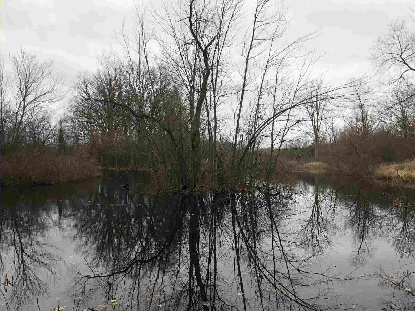 The pond in Winter