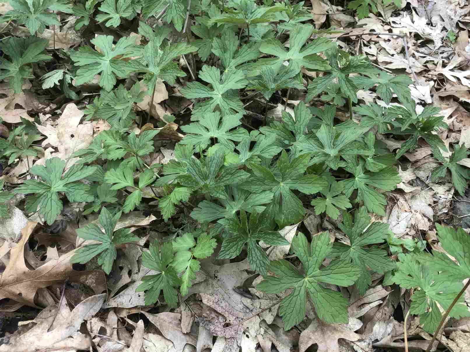 Mayapples