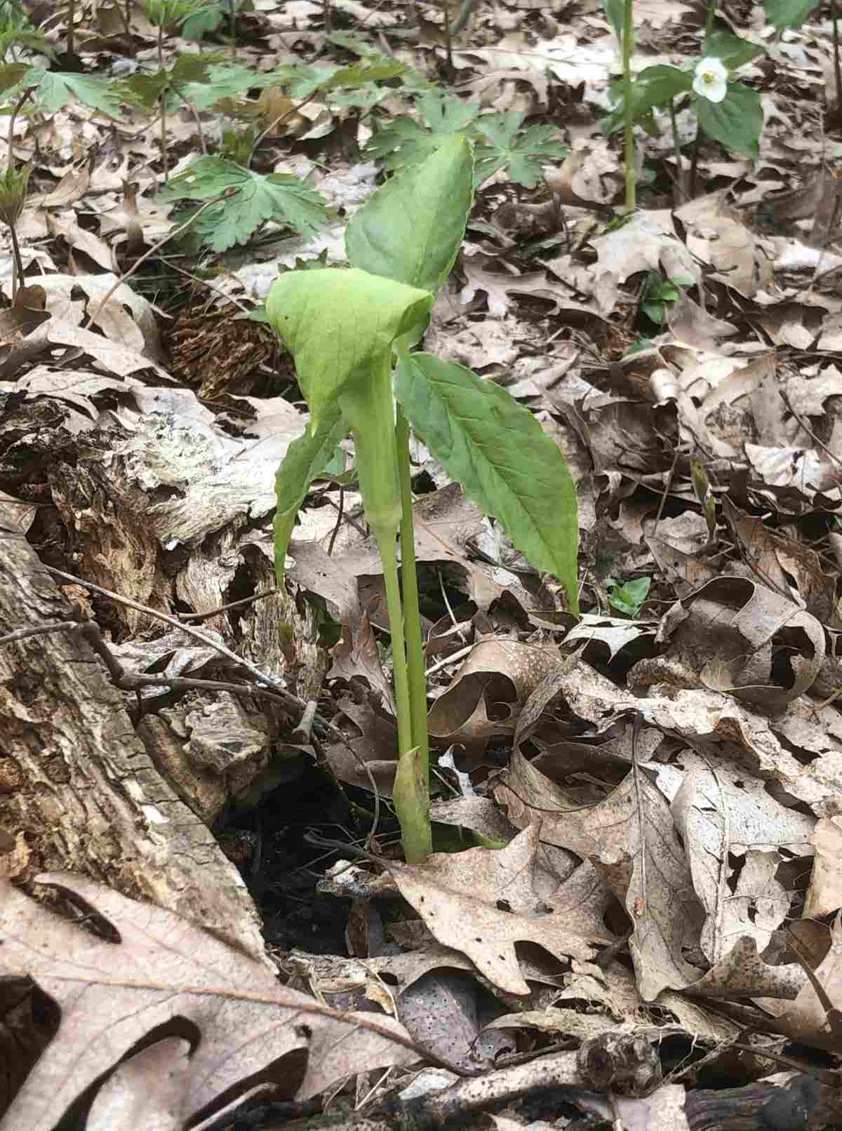 Jack-in-the-pulpit