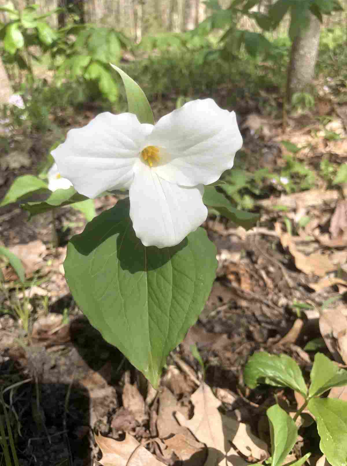 A single trillium