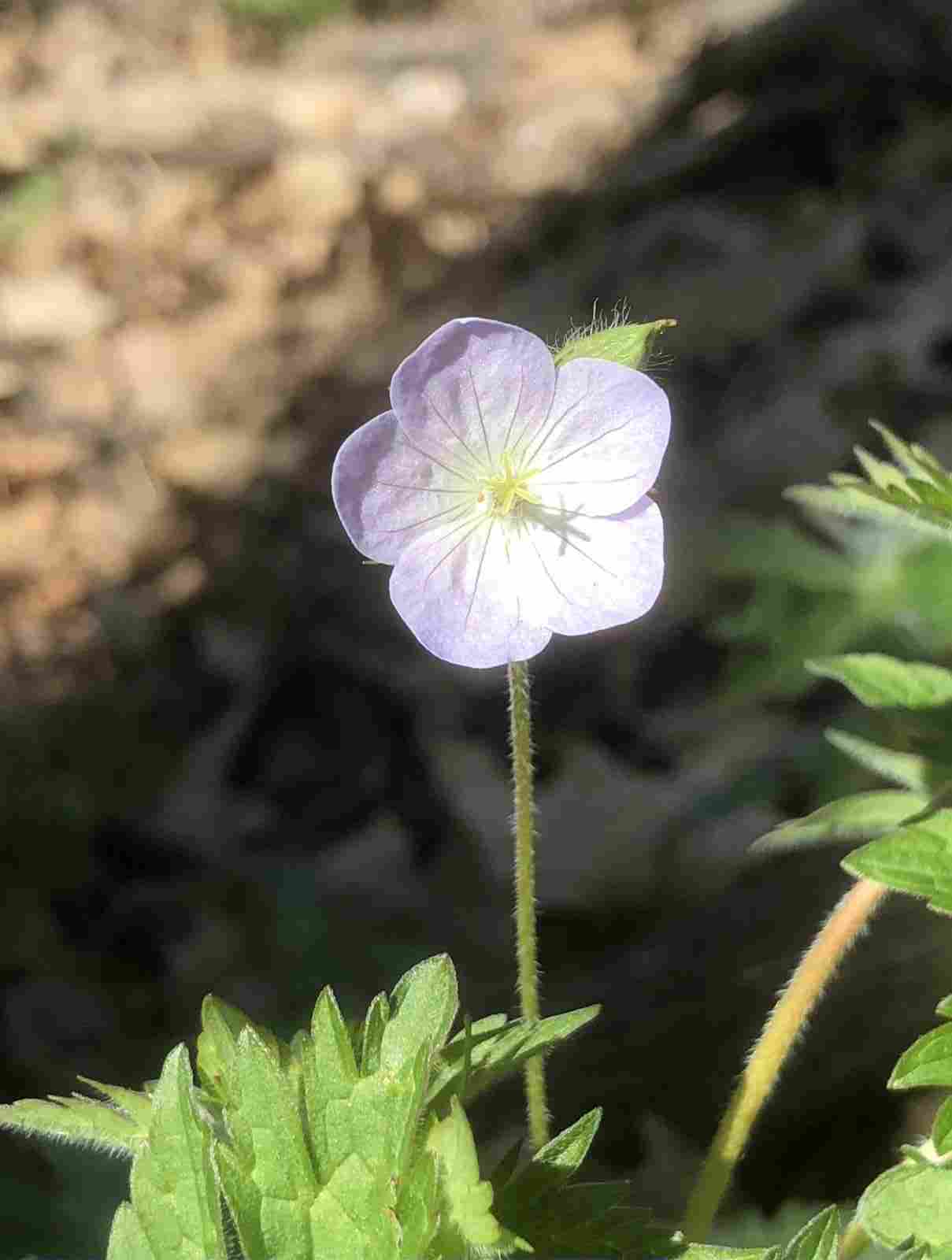 Wild Geranium