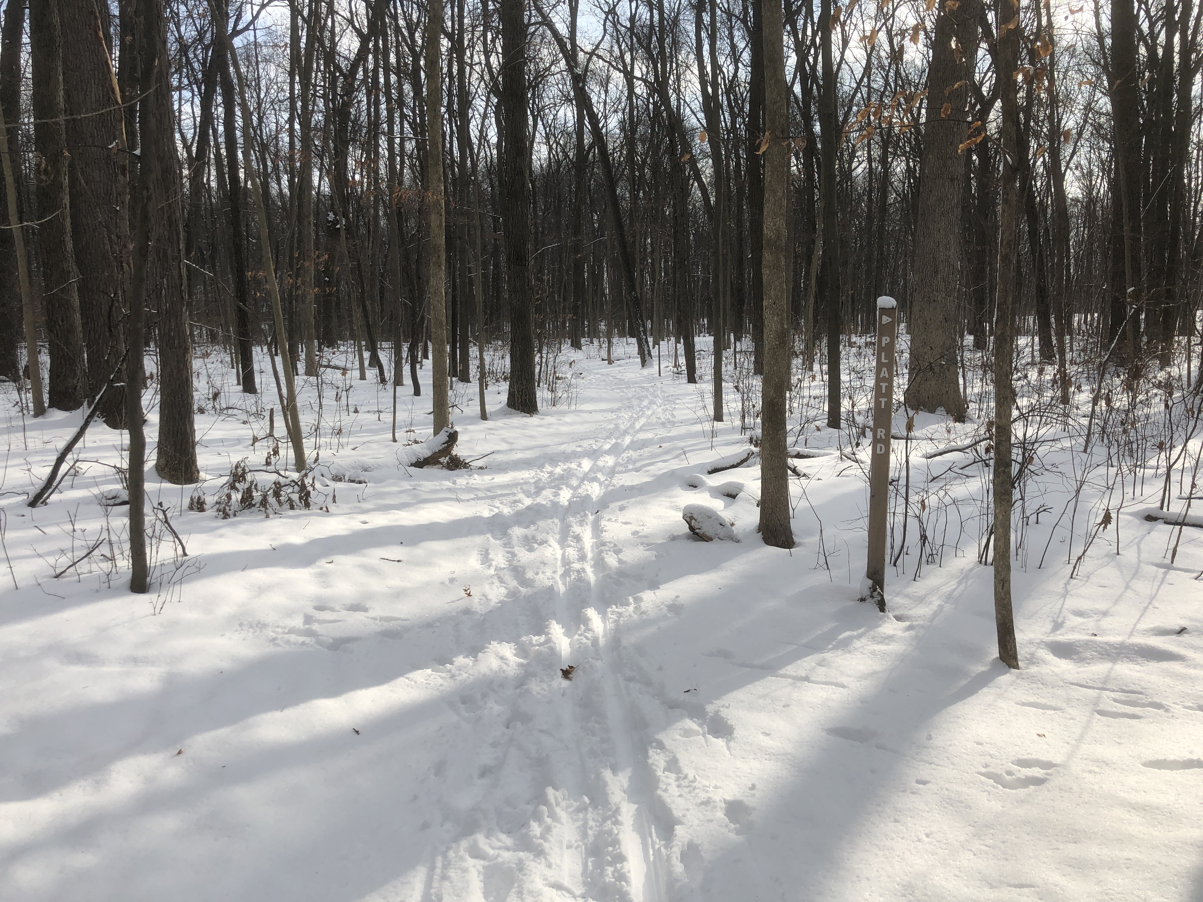 Woods path in Winter