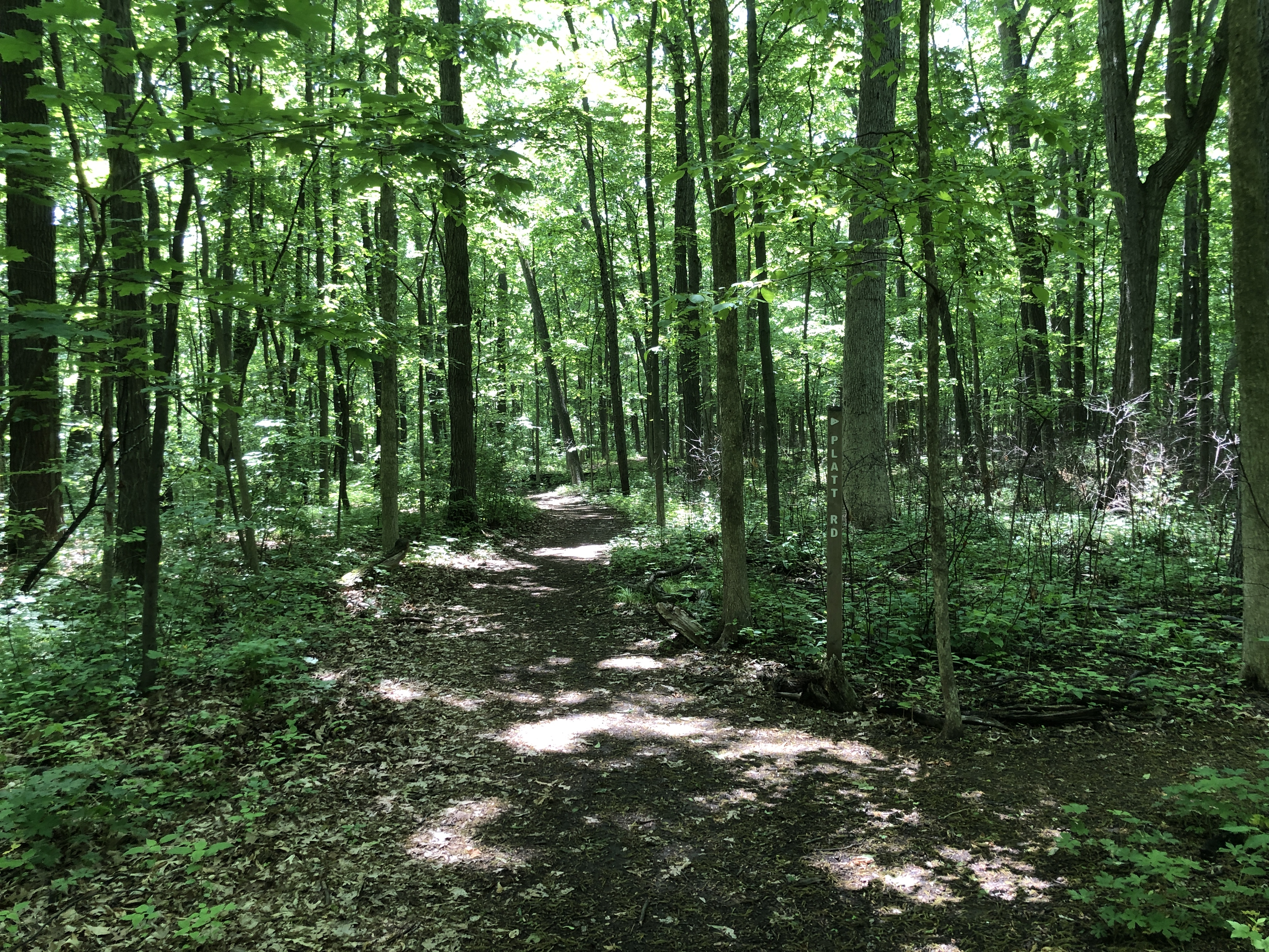 Woods path in Summer