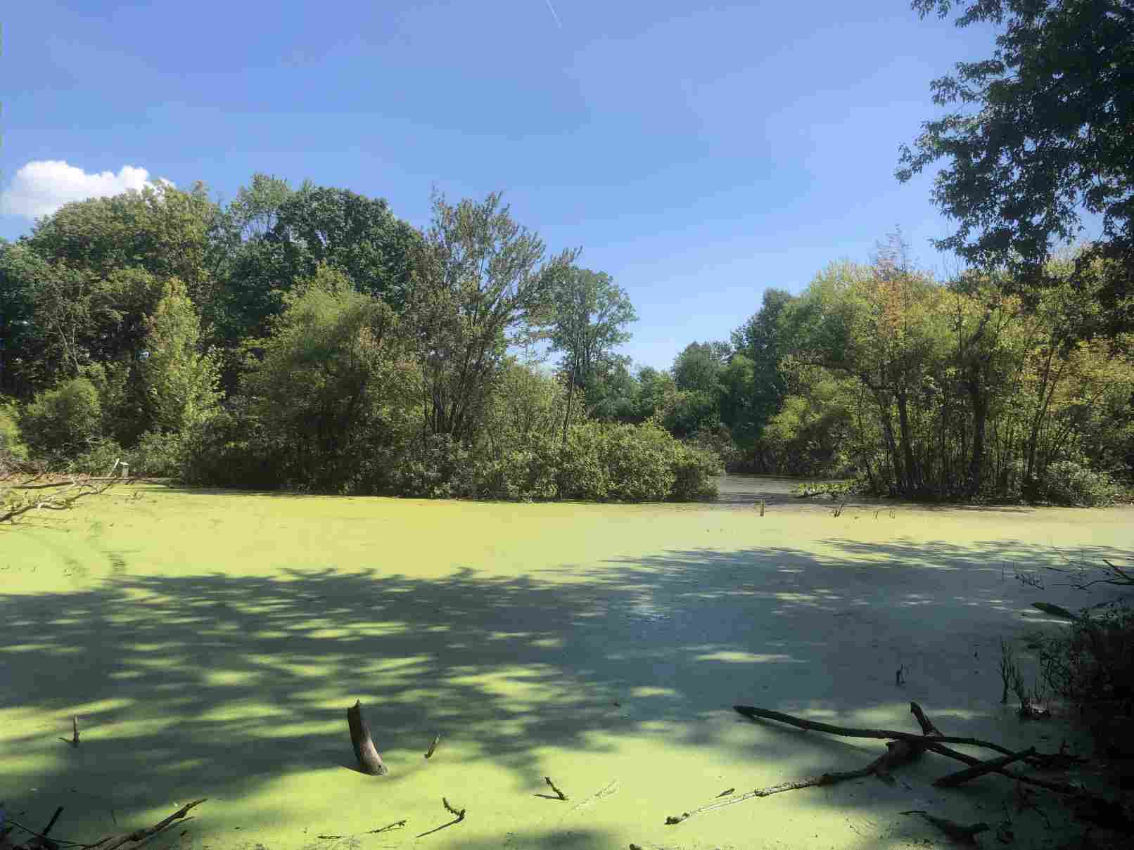 The pond in late Summer