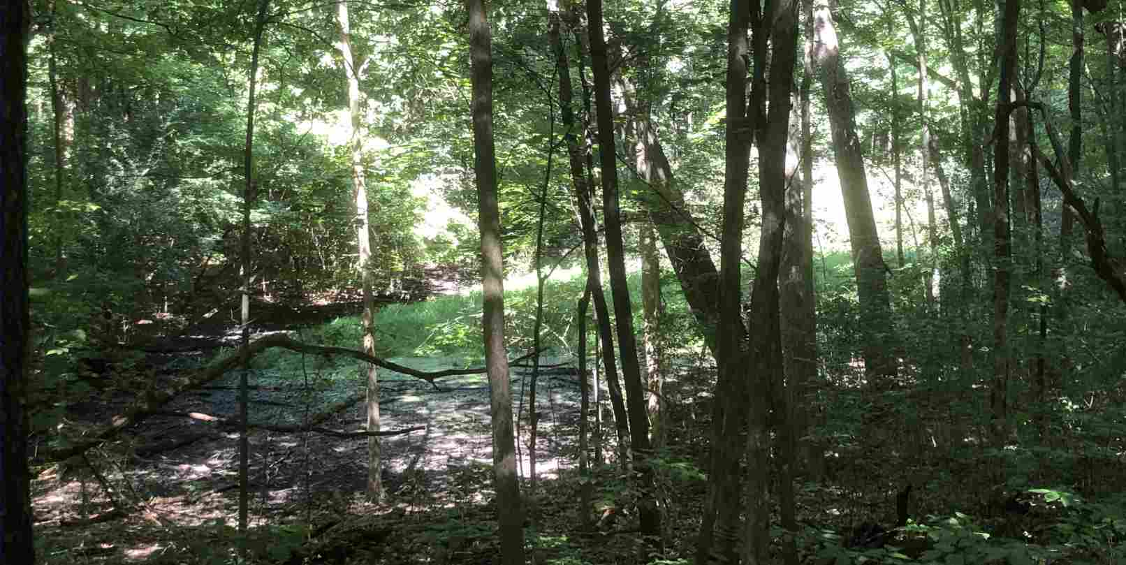 Vernal pool in summer