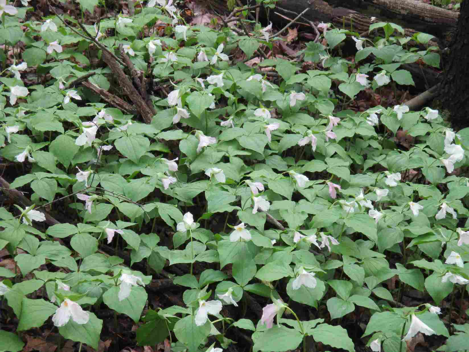 Trillium