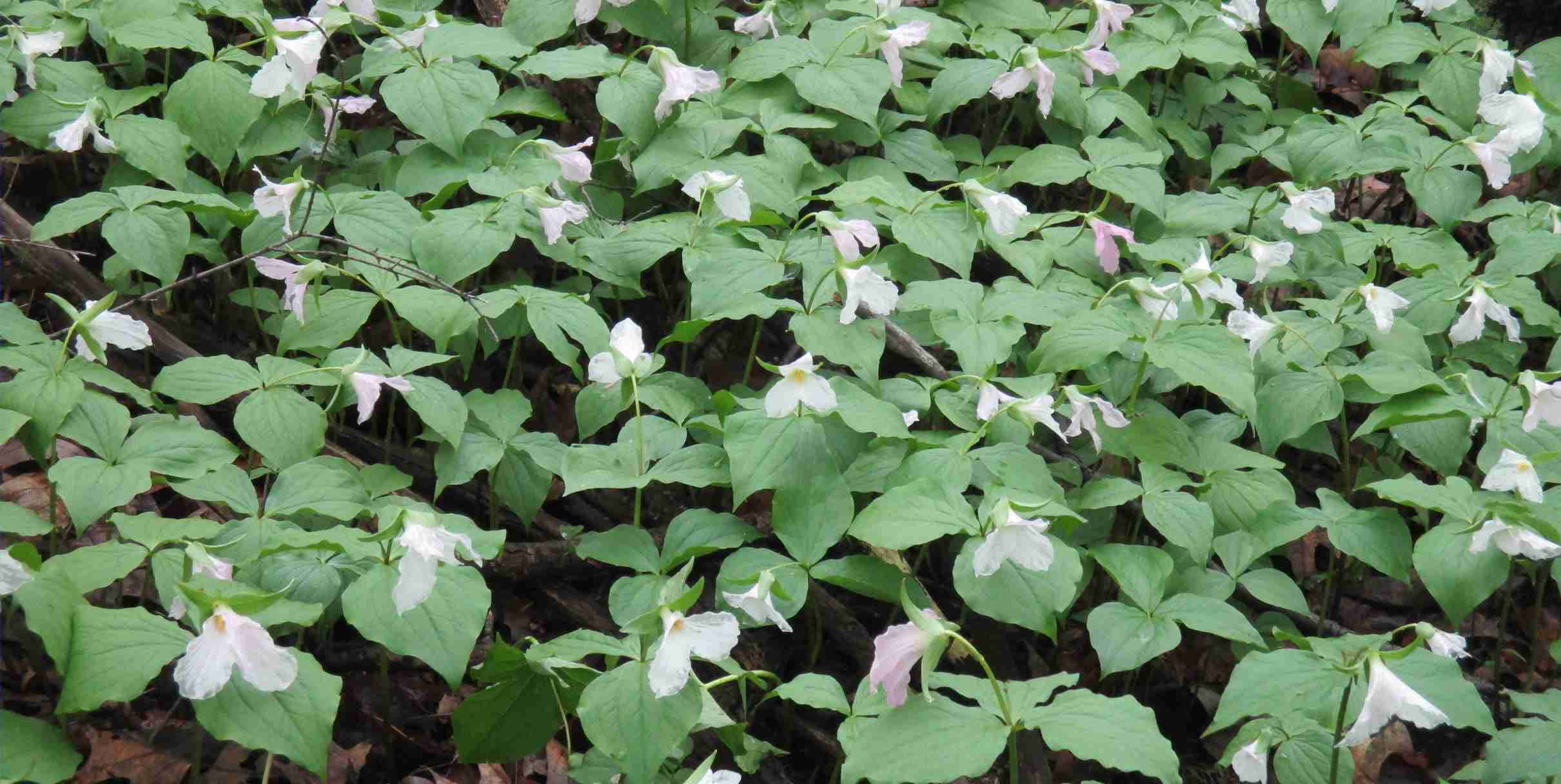 Field of trillium