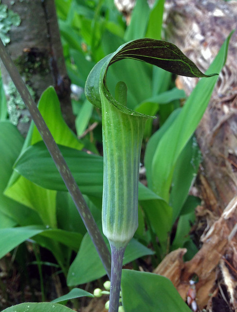 Jack-in-the-pulpit