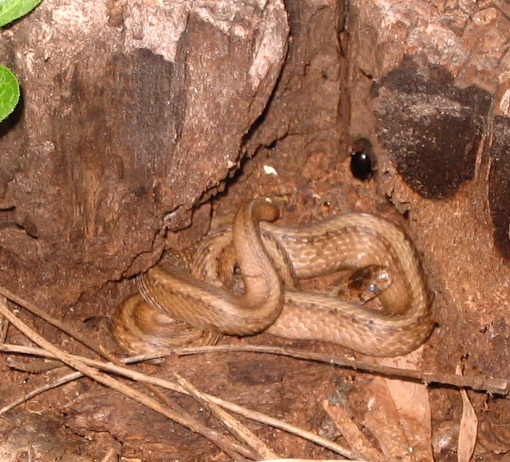 Dekay's snake or brown snake