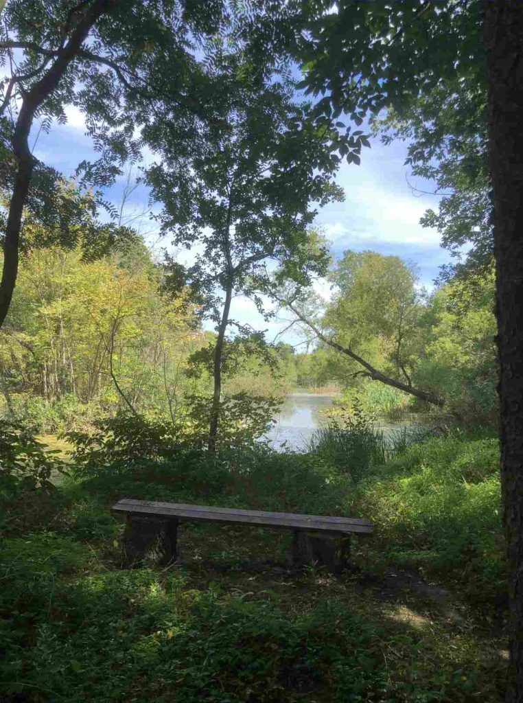 View of the pond from the loop trail