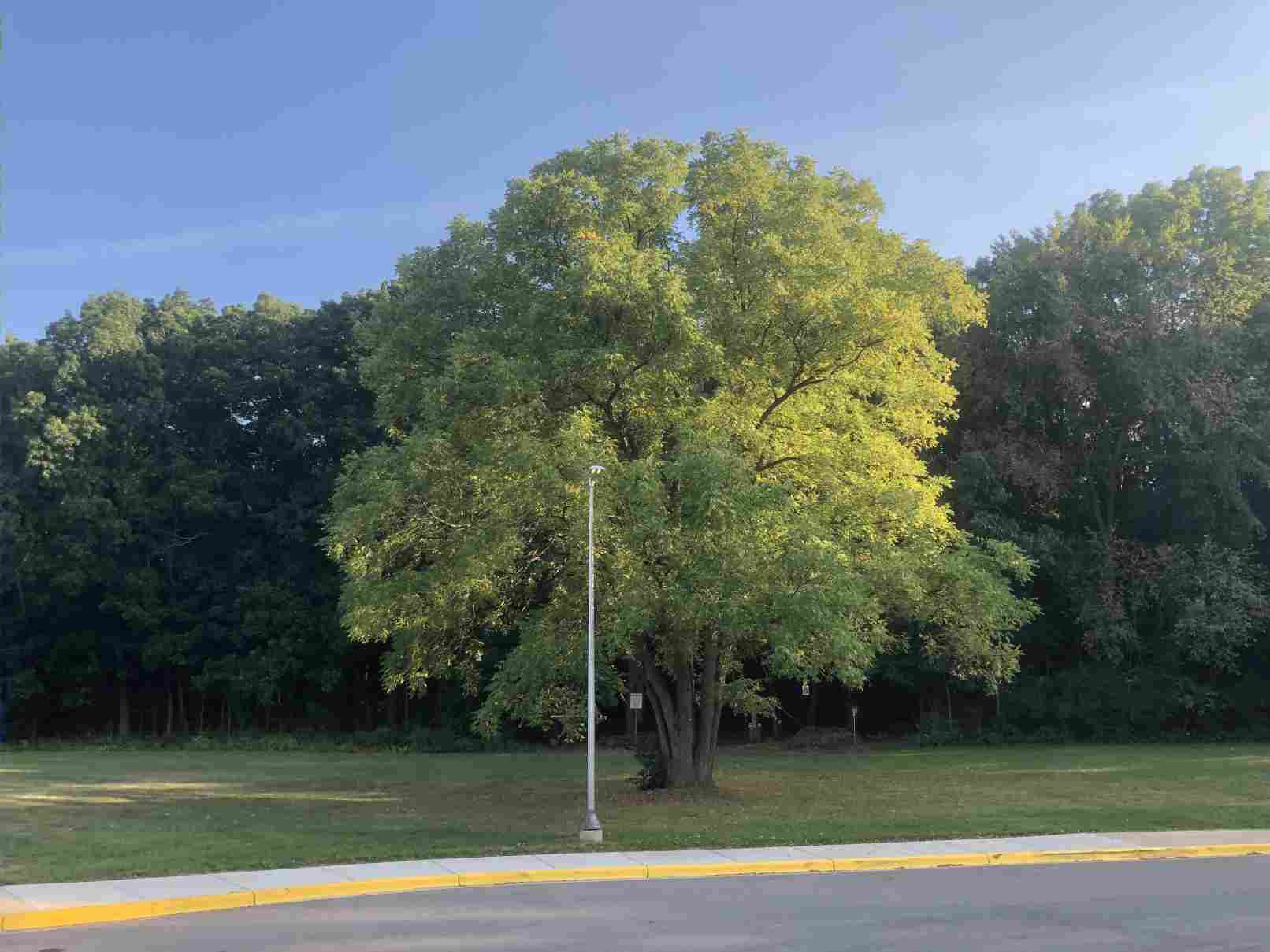 Black Walnut Tree at Woods Entrance