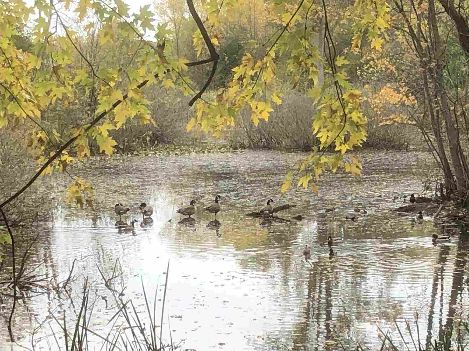 Fall leaves and ducks on the pond