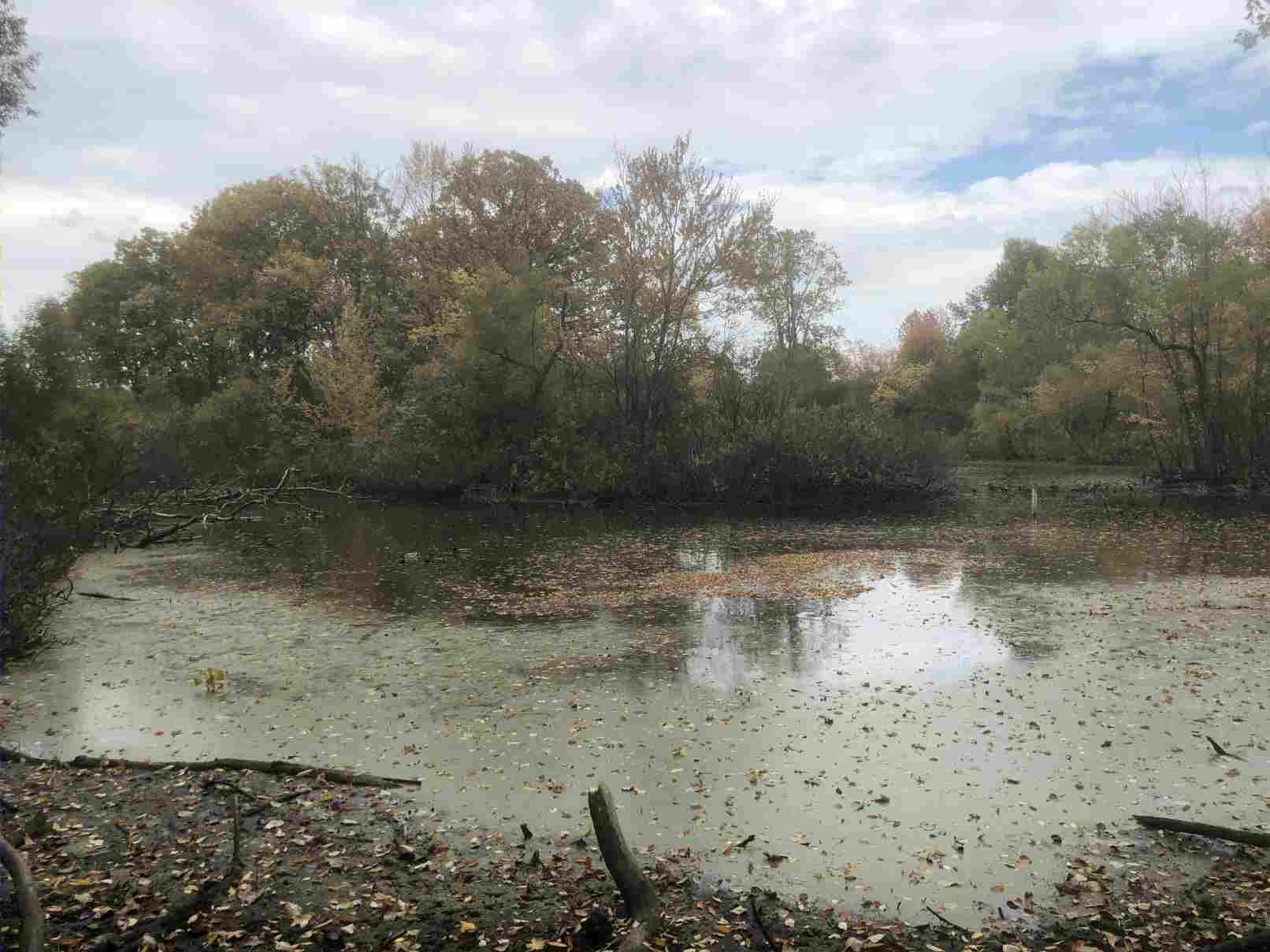 The pond in the fall