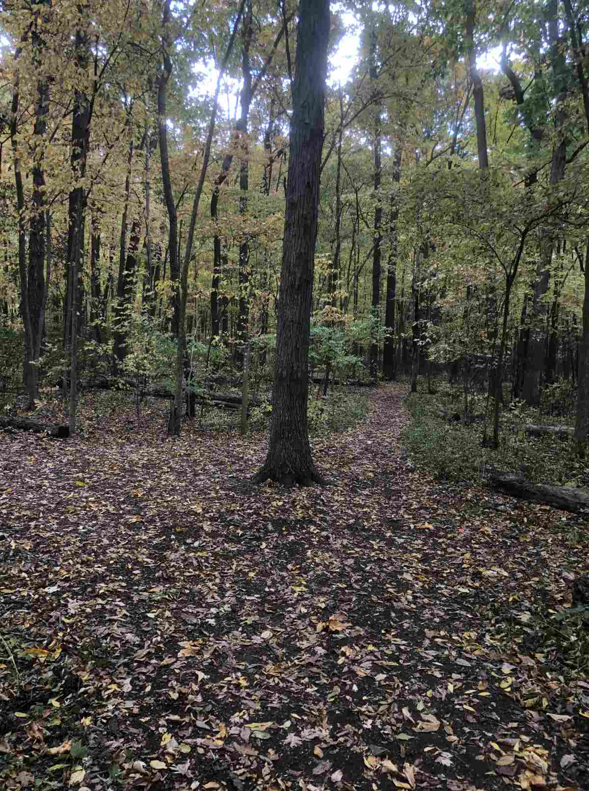 Loop trail, Pond or South paths