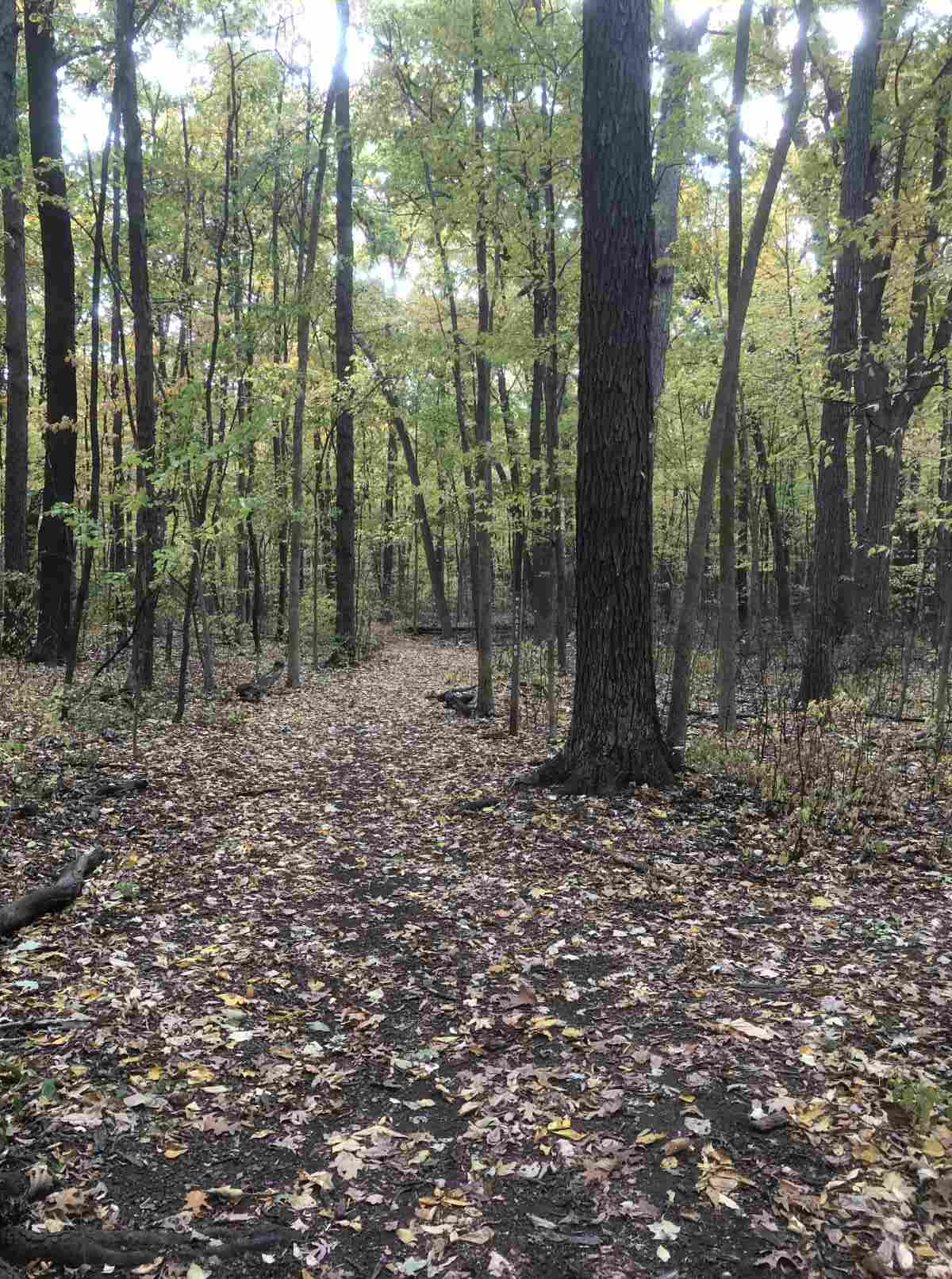 Loop trail, Platt Rd. or South paths