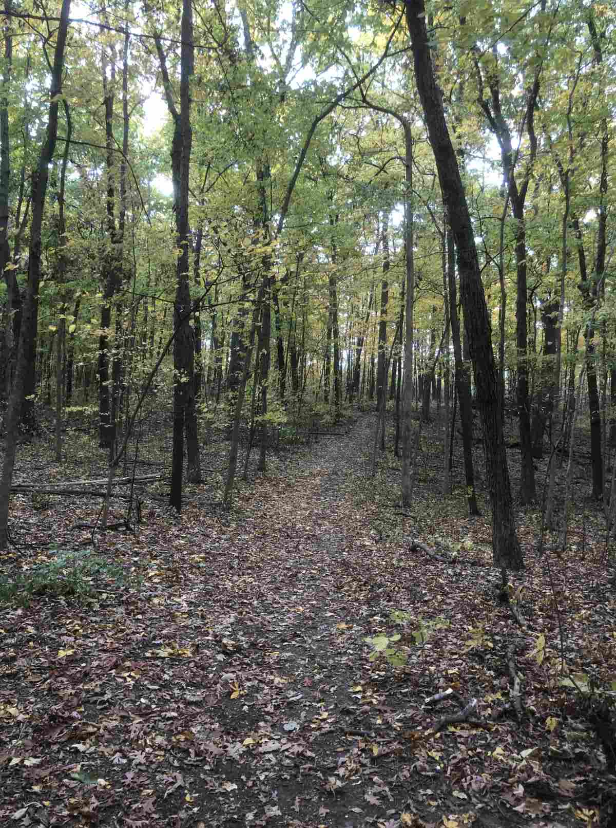 Loop trail, heading South