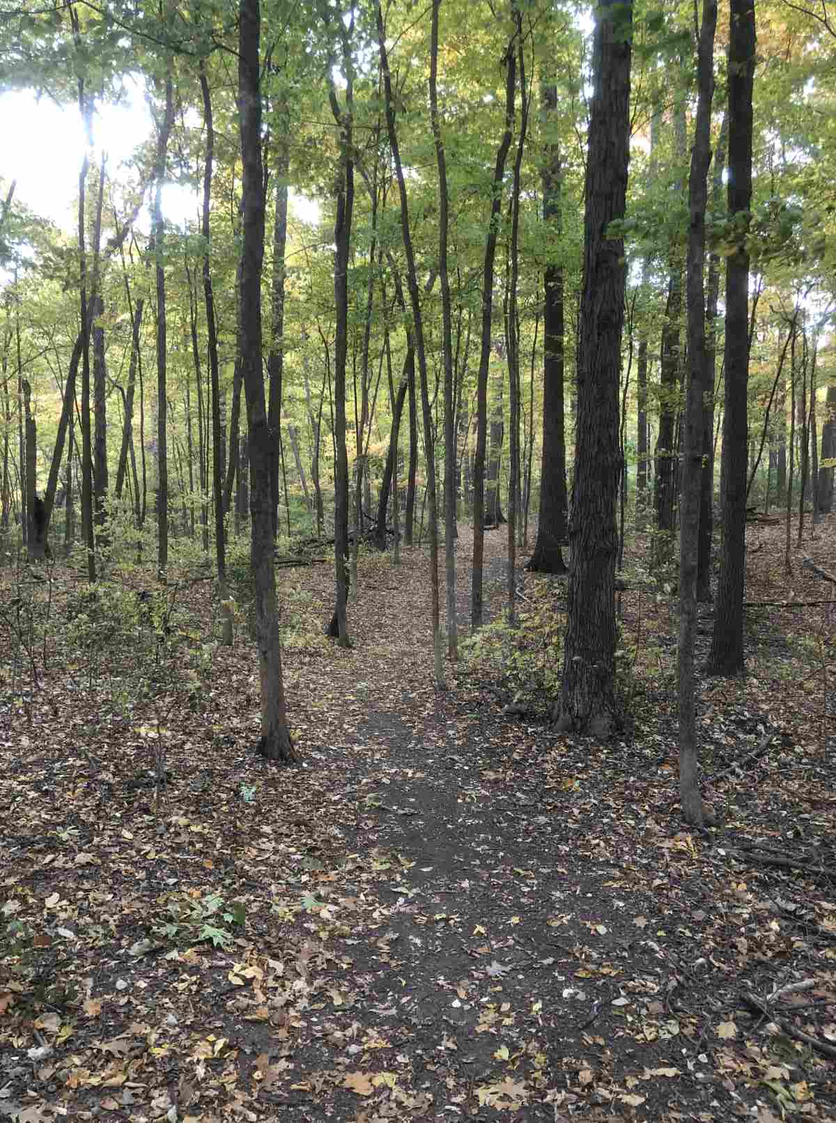 Loop trail, heading east