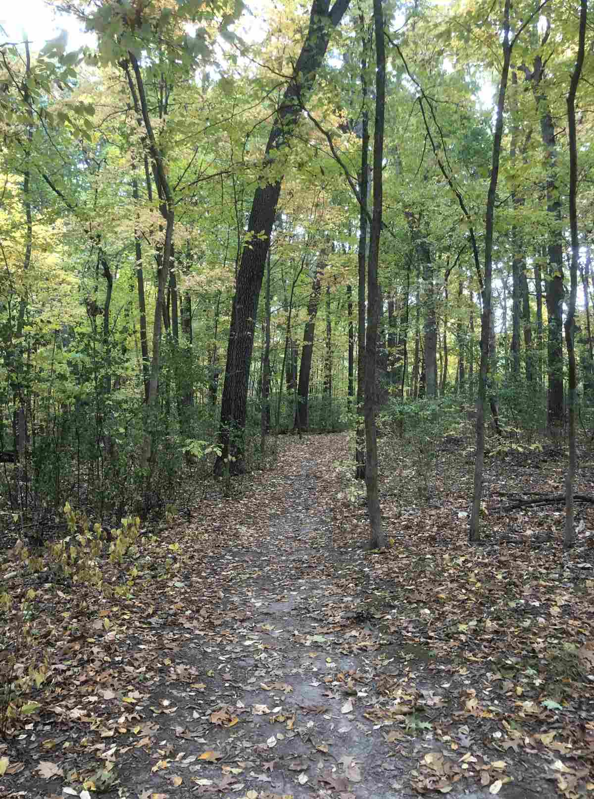 Loop trail, heading east, starting scrub brush