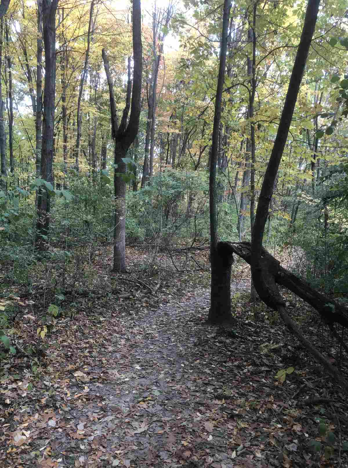 Loop trail, half fallen tree