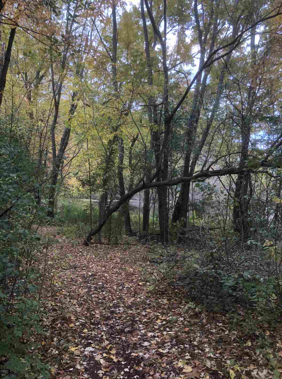 Loop trail, approaching the Pond