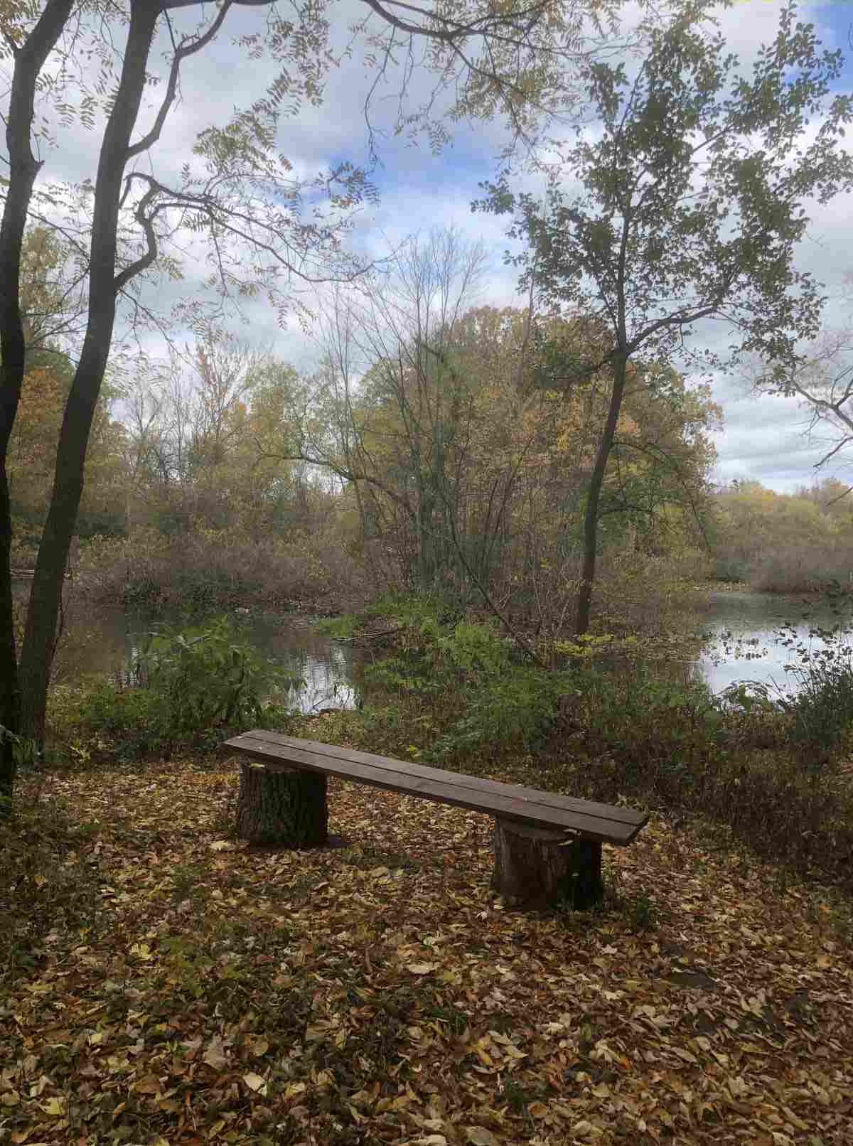 Loop trail, the Pond from the loop