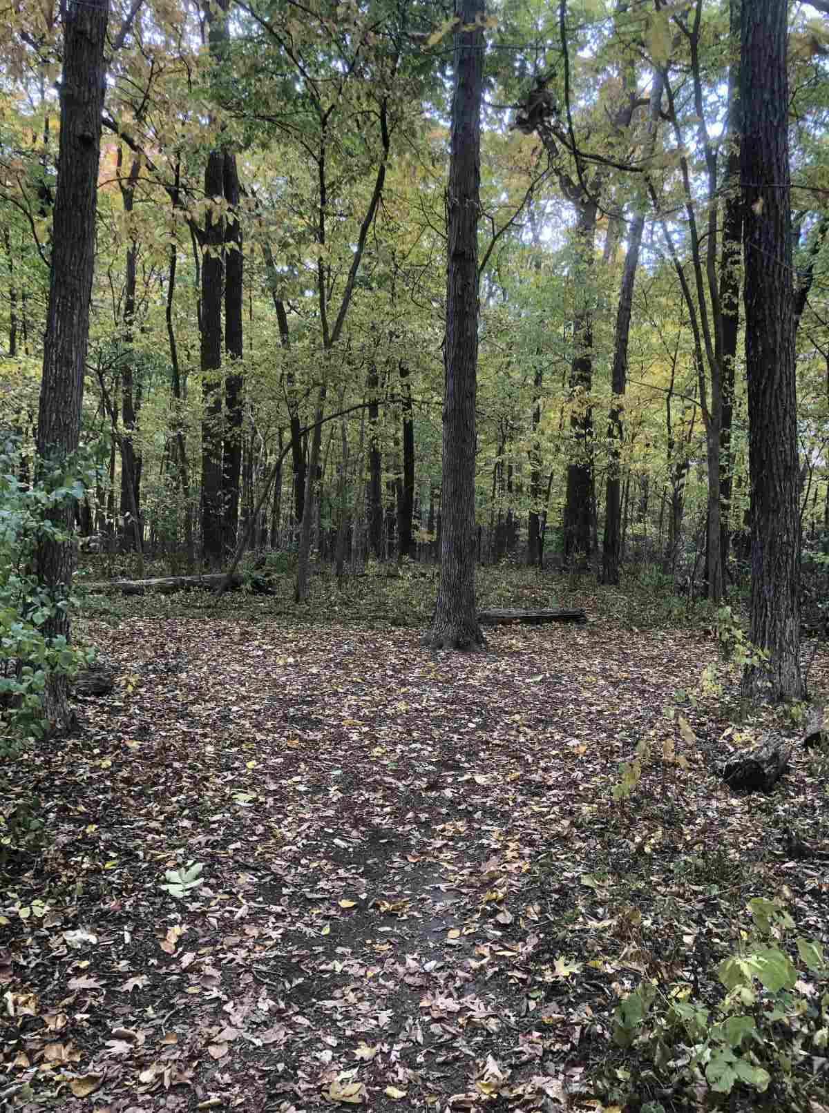 Loop trail, back to Pond or South paths