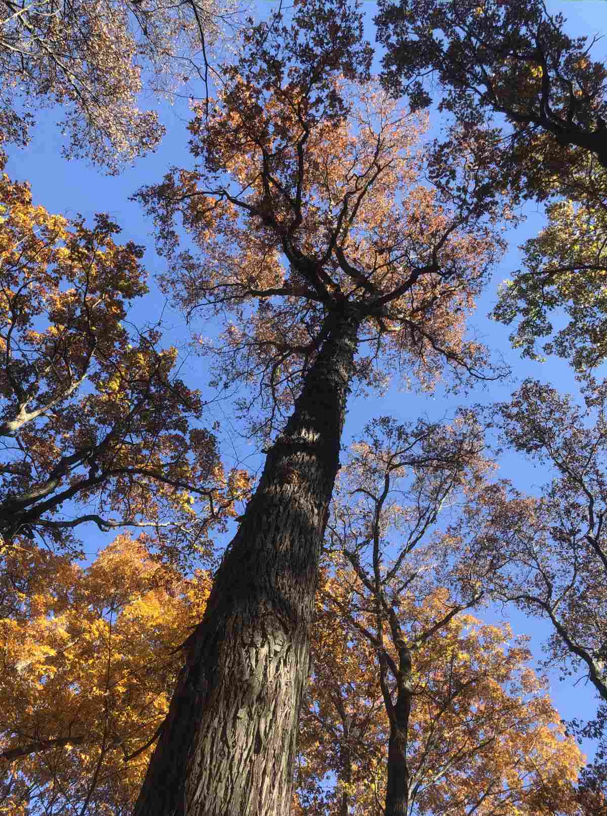 Fall tree canopy