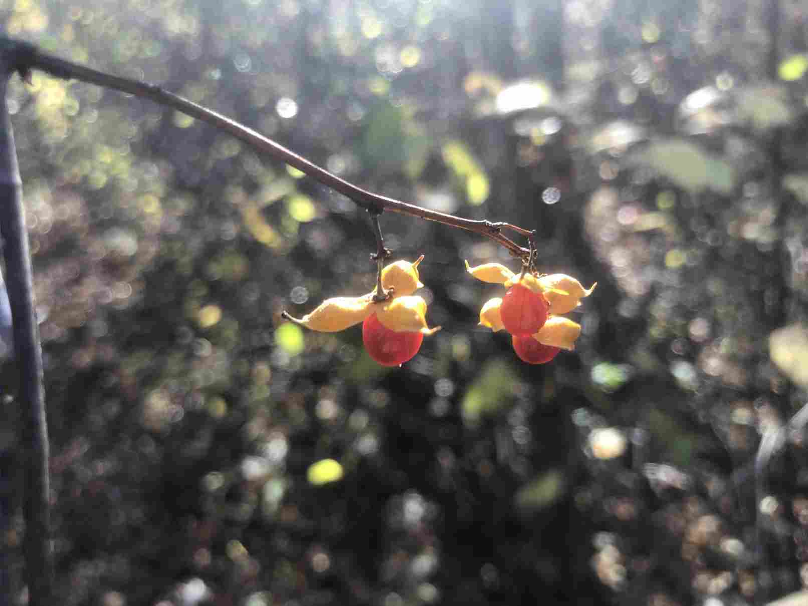 Japanese honeysuckle (Invasive)