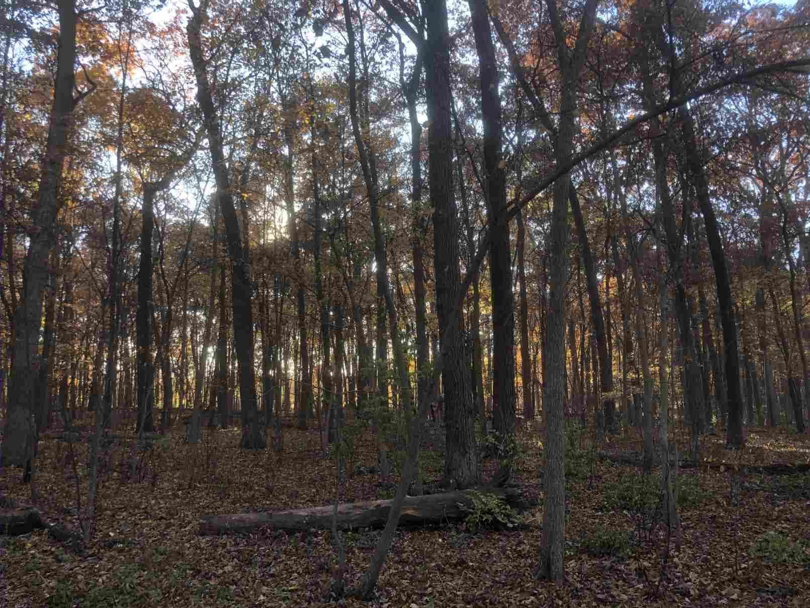 Sun slanting through the fall trees