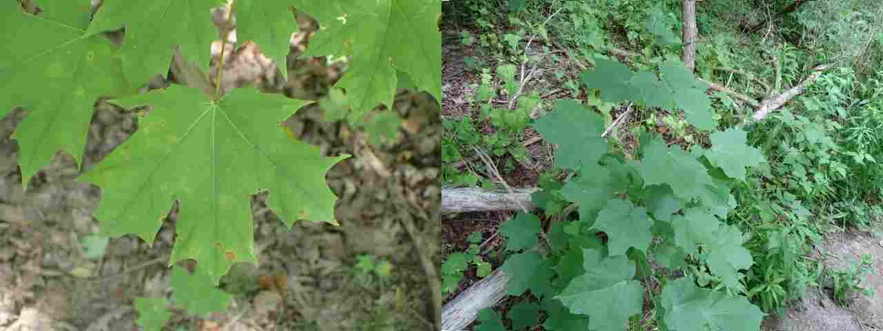 Sugar Maple vs Black Maple image