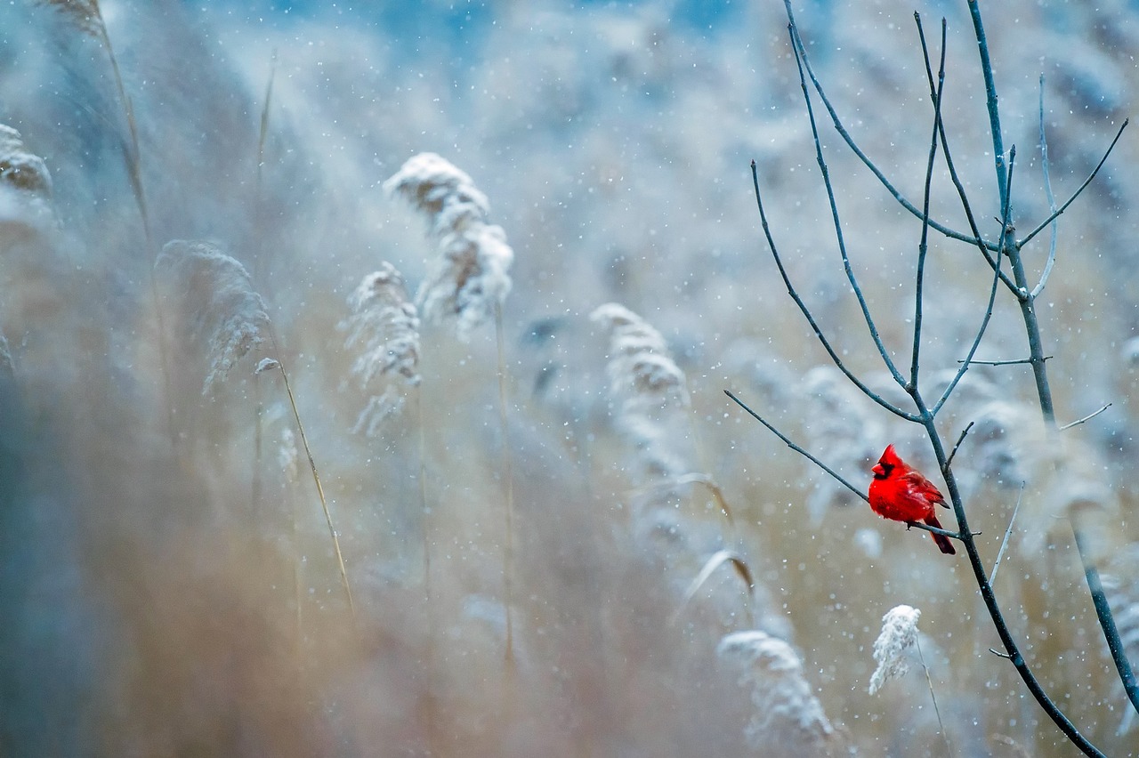 Cardinal Image by David Mark from Pixabay