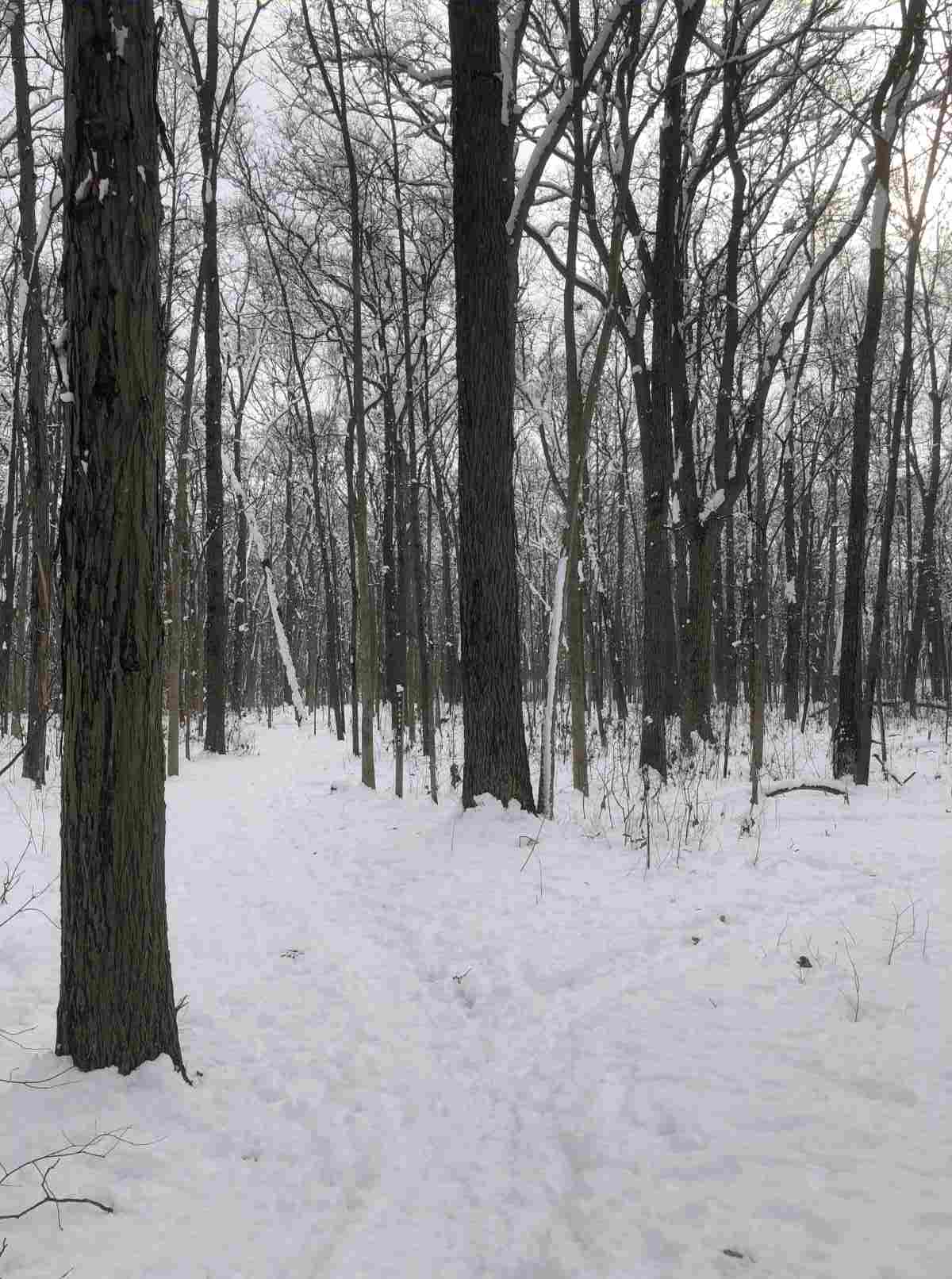 Loop Trail, Platt Rd. or south