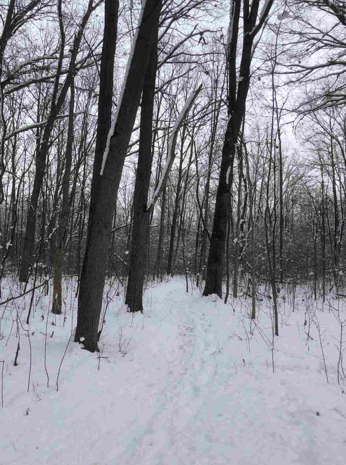 Loop Trail, heading east, scrub brush