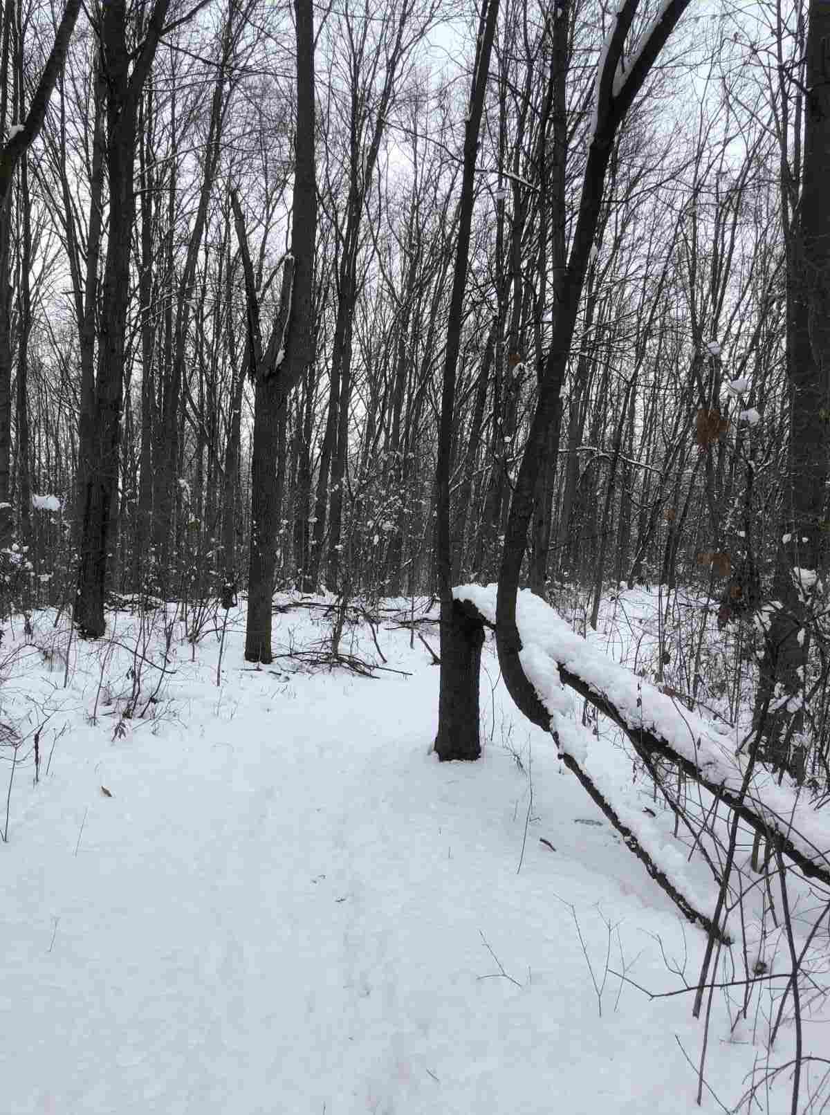 Loop Trail, half fallen tree on the loop