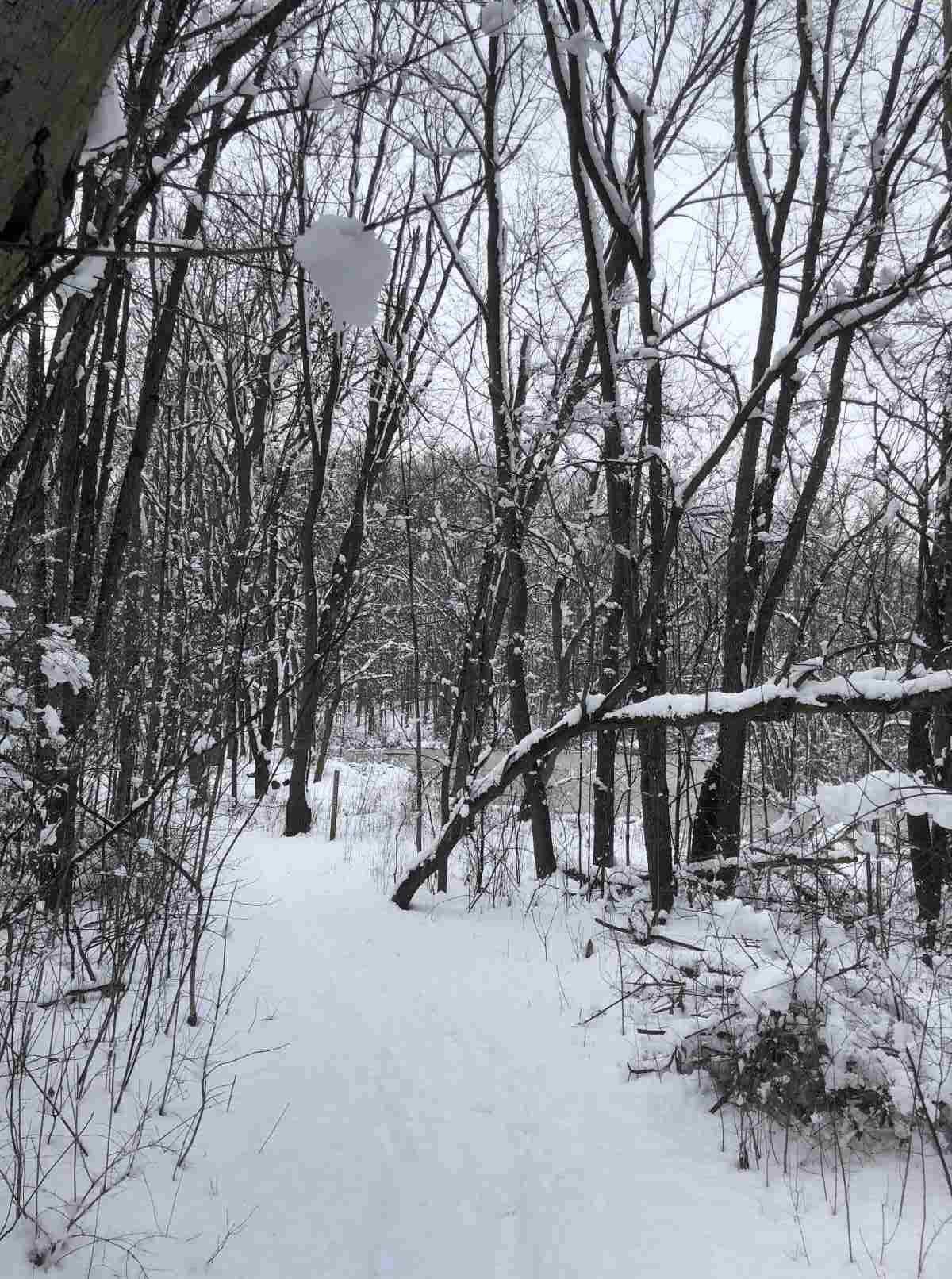 Loop Trail, approaching the Pond