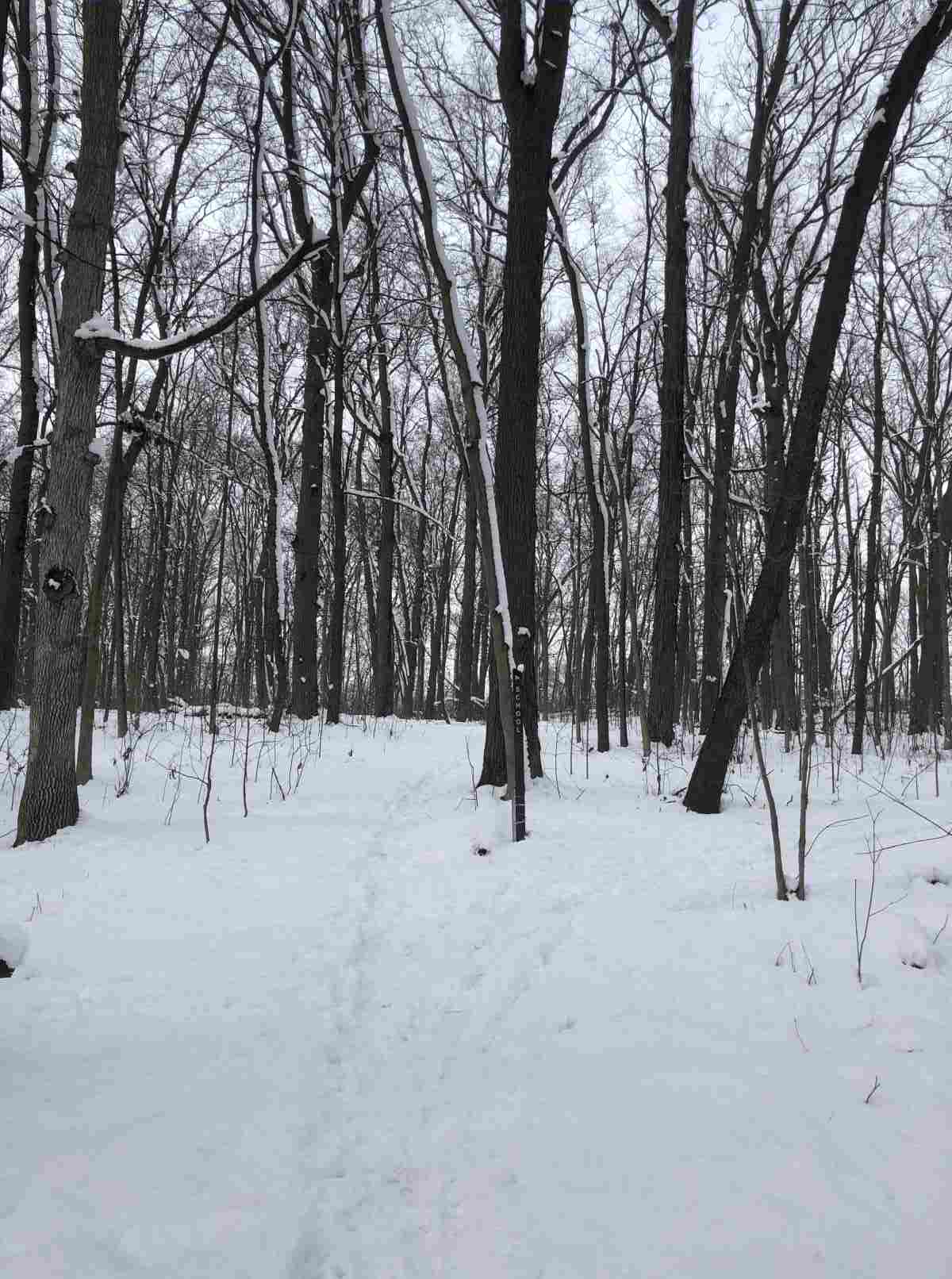 Loop Trail, loop or school paths