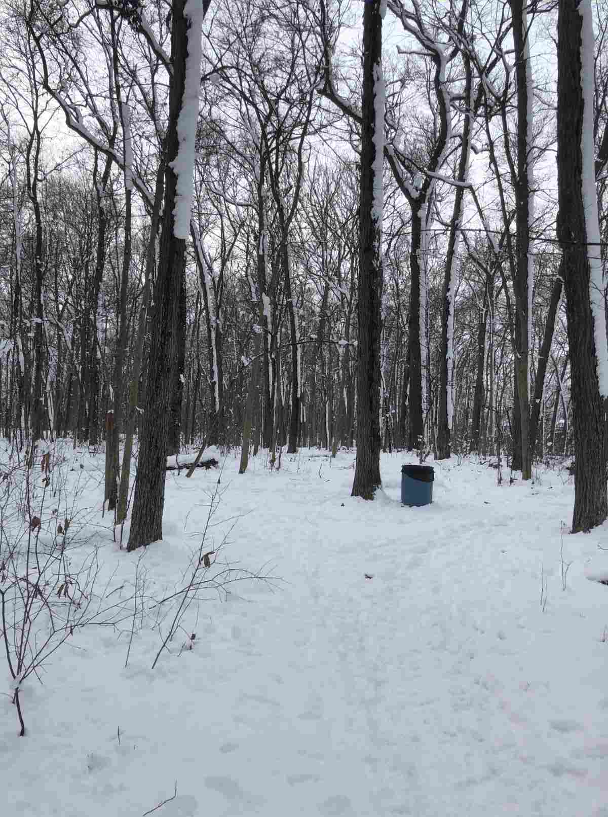 Loop Trail, back to pond or south paths