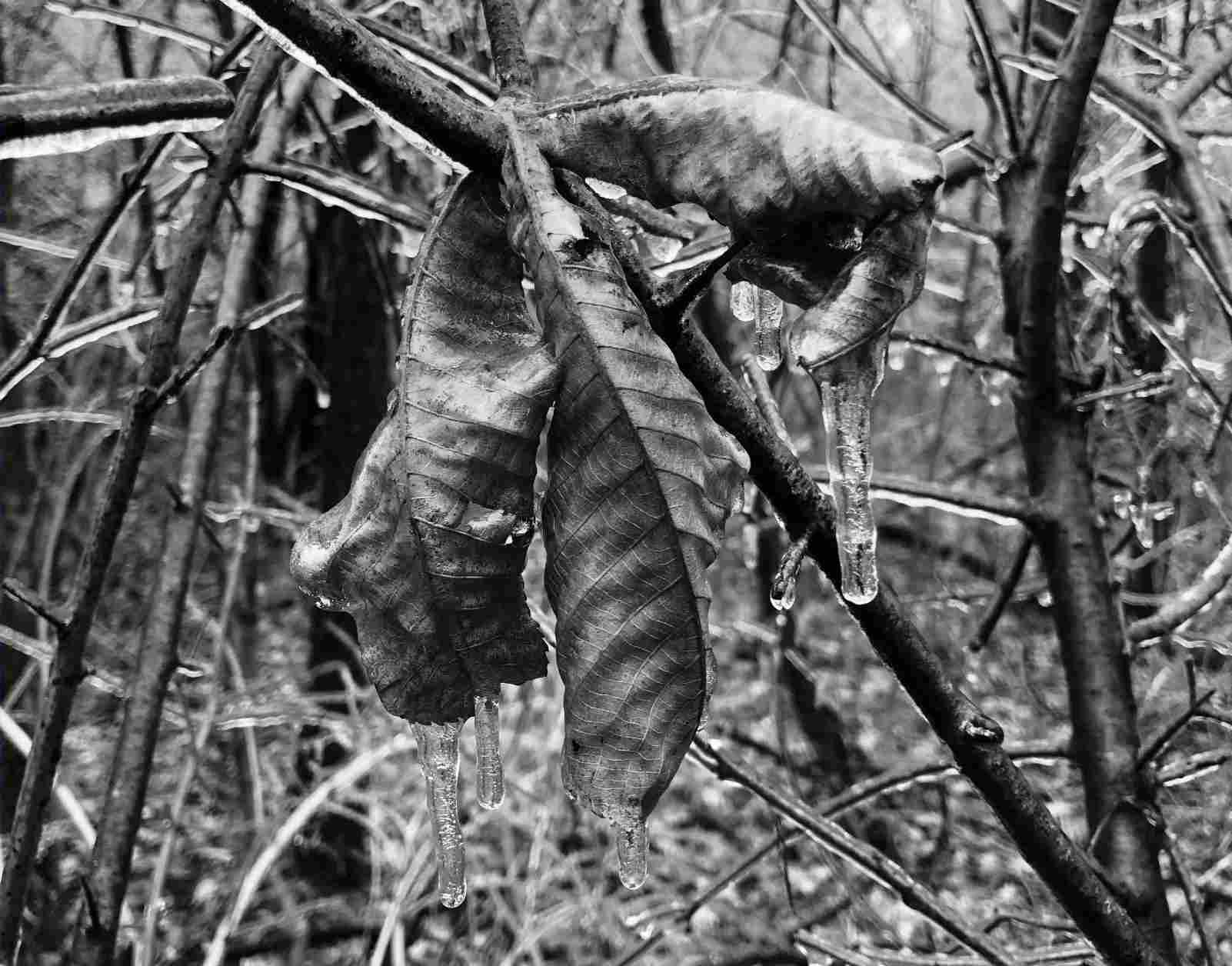 Leaves encased in ice