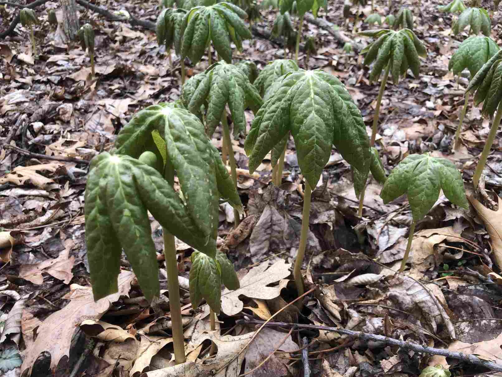 Mayapples in early spring