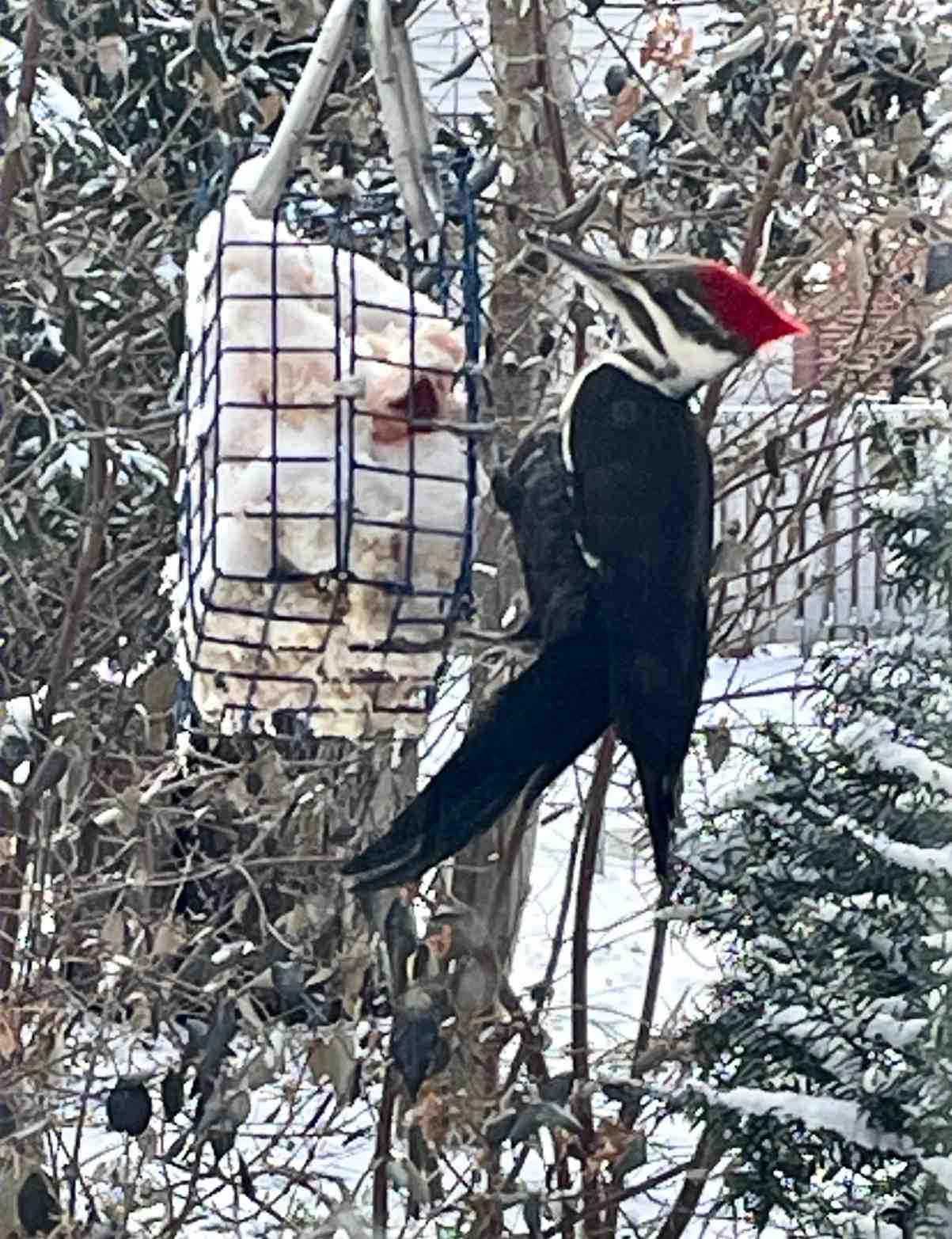 Pileated Woodpecker at suet feeder