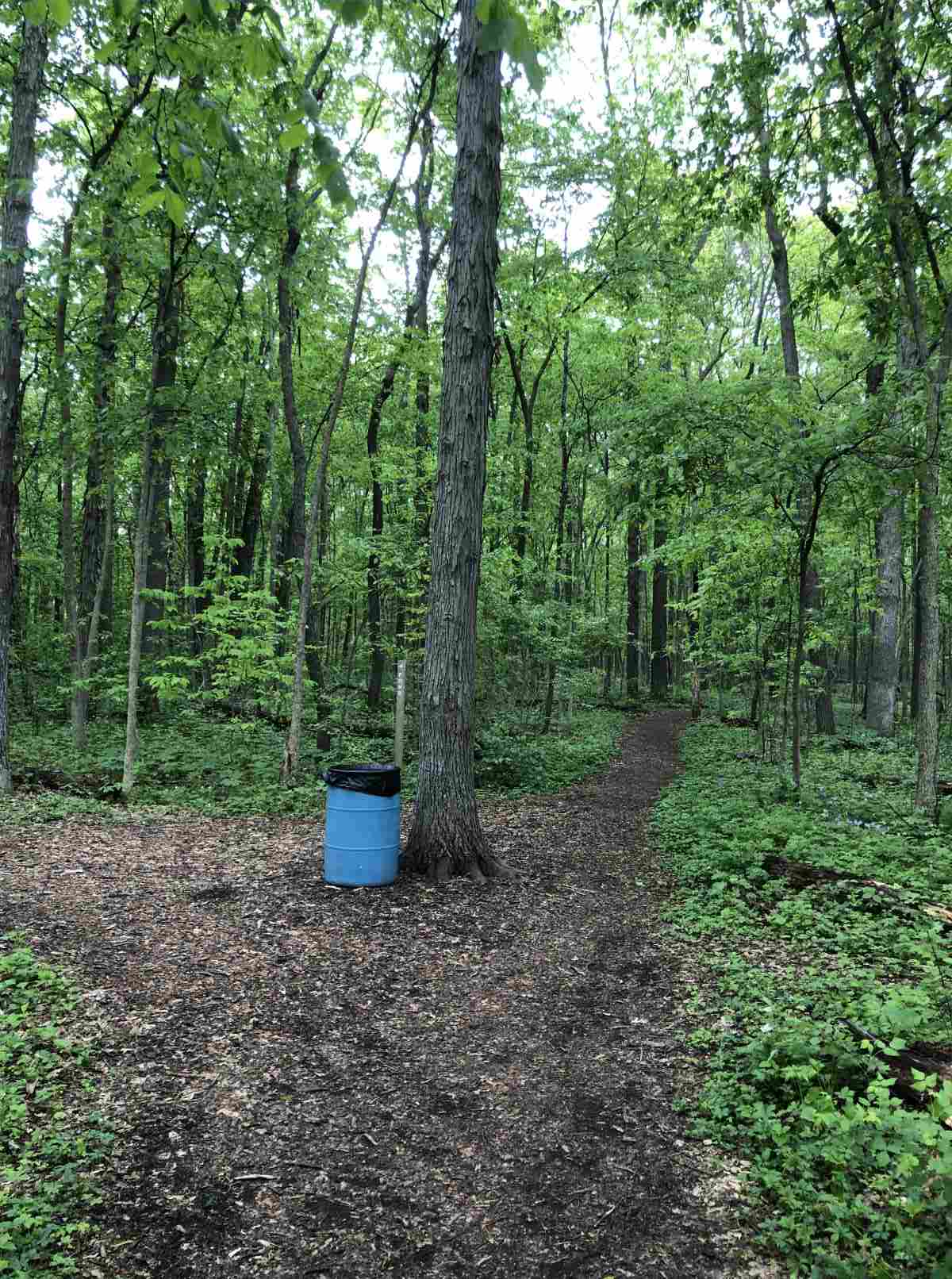 Loop trail heading south or pond split