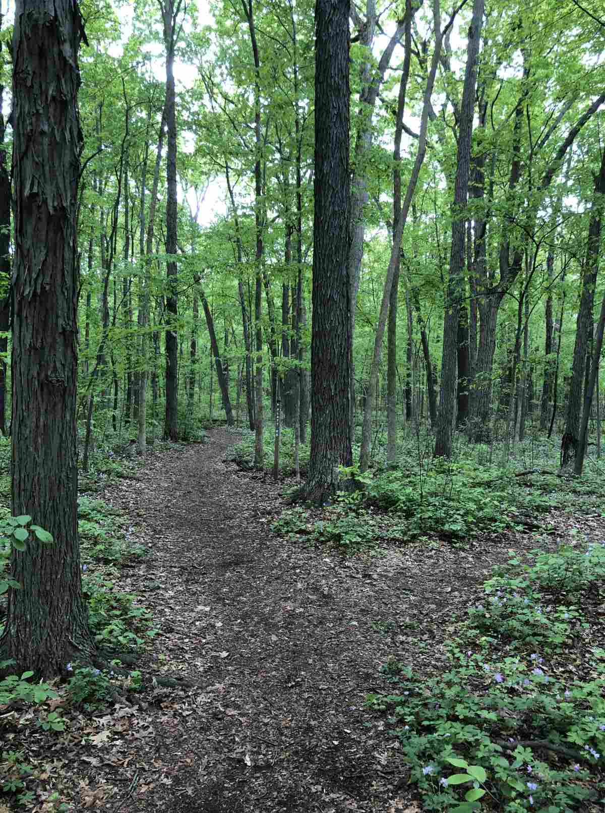 Loop trail heading south or Platt Rd. split