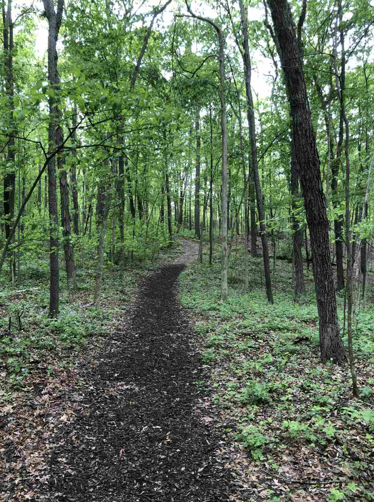 Loop trail heading south