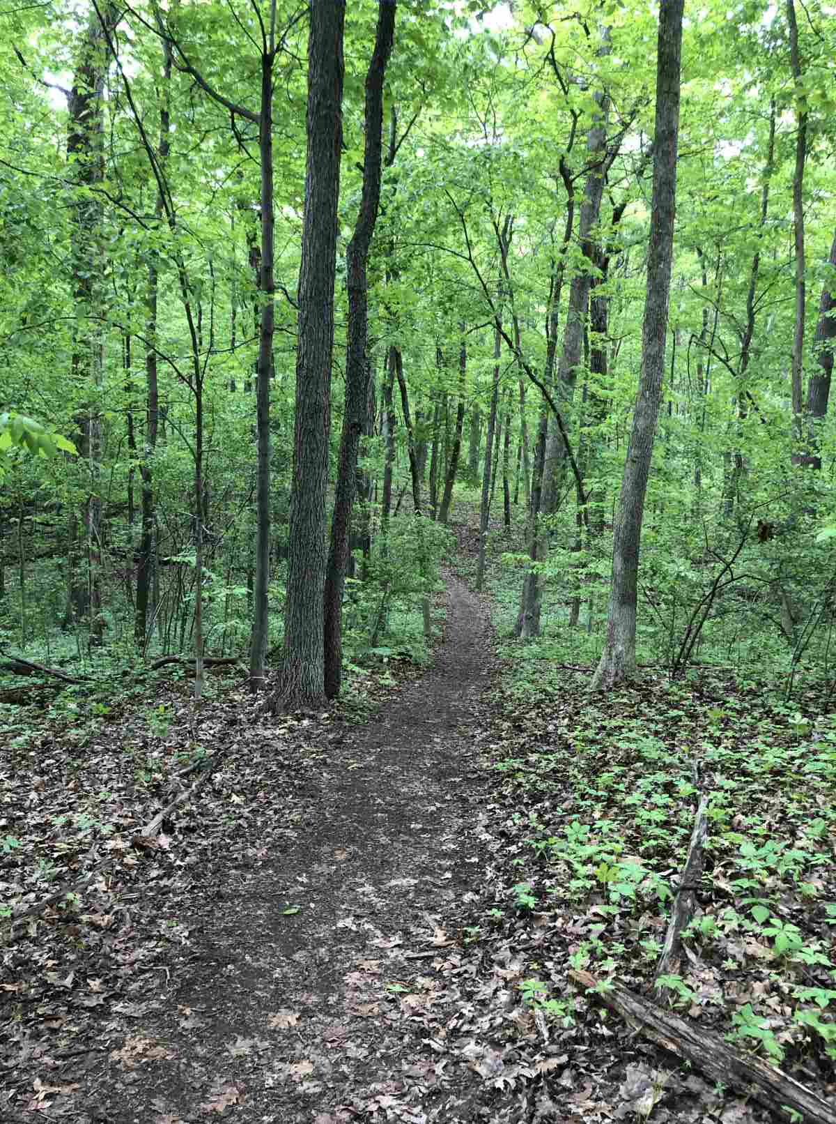 Loop trail heading east