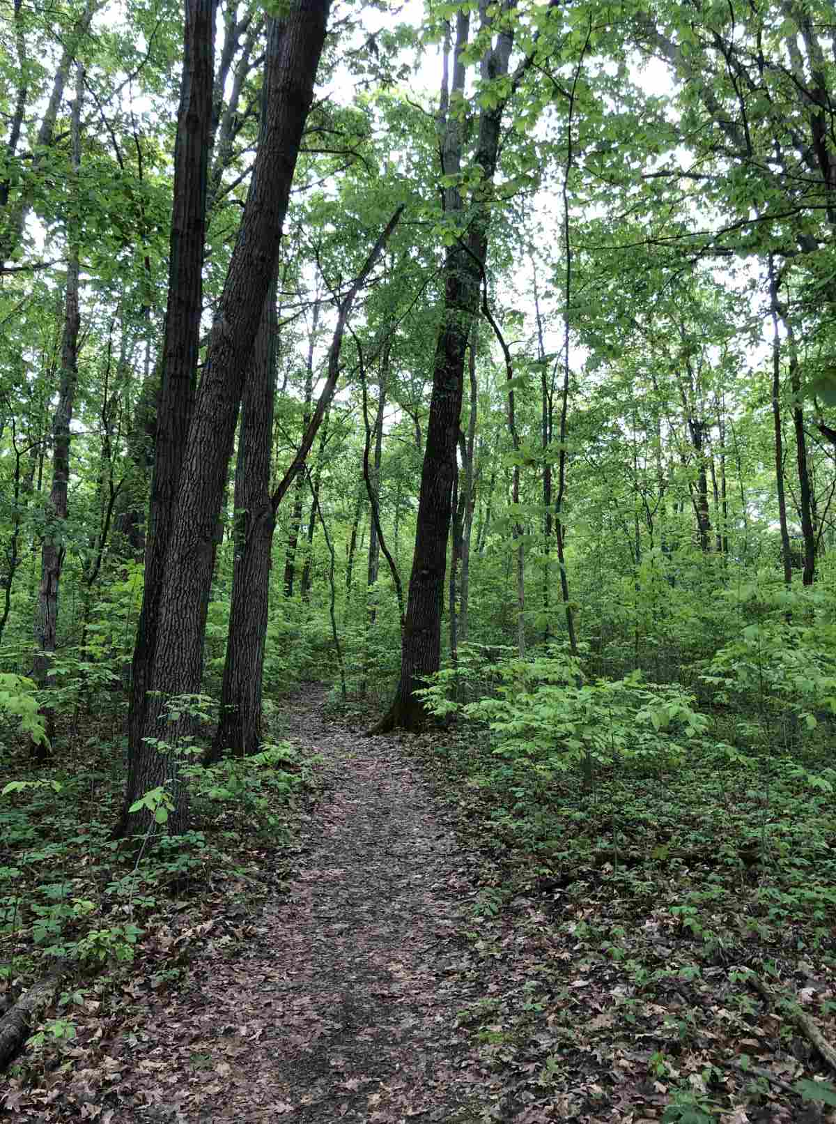 Loop trail, entering scrub brush