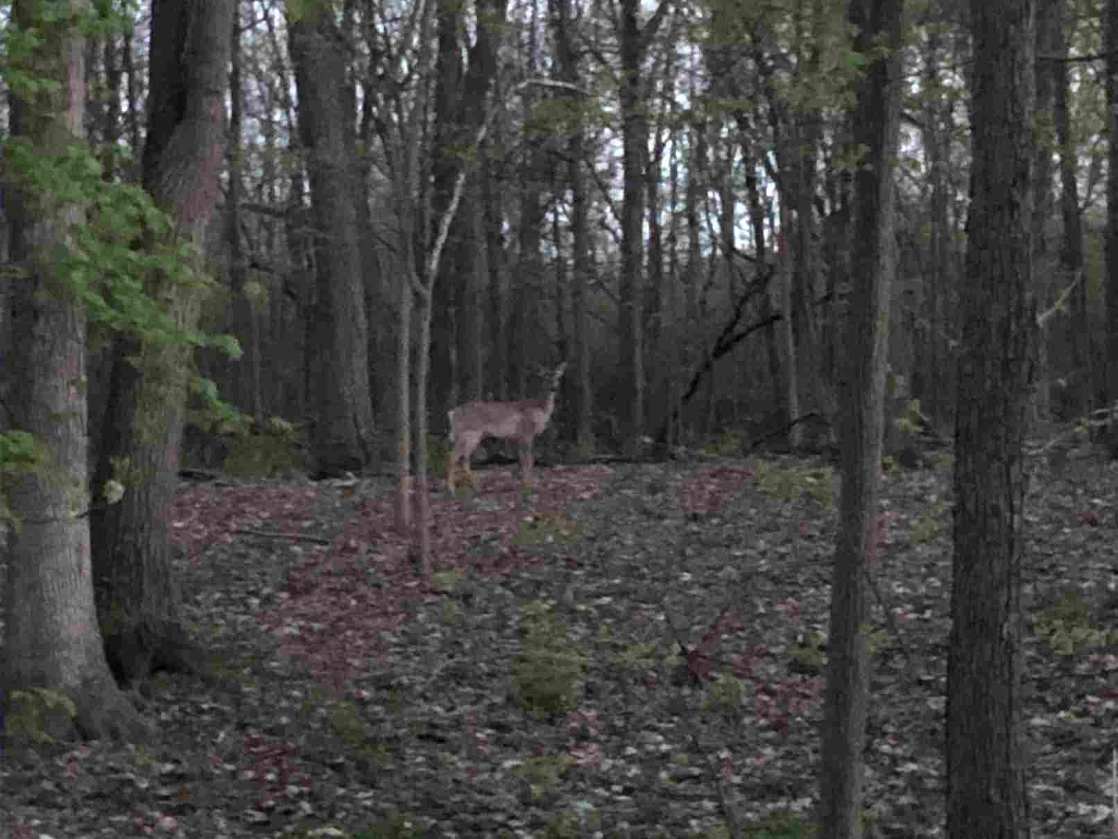 A white tail deer on the crest of a hill at dusk