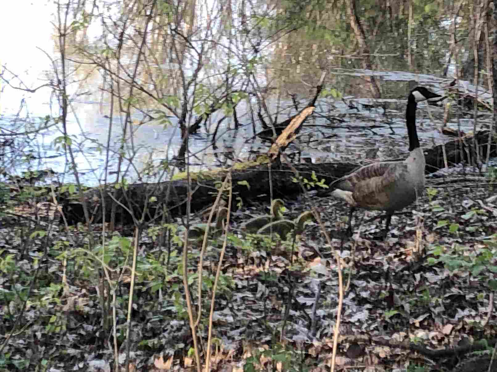 Canadian Goose and 3 goslings