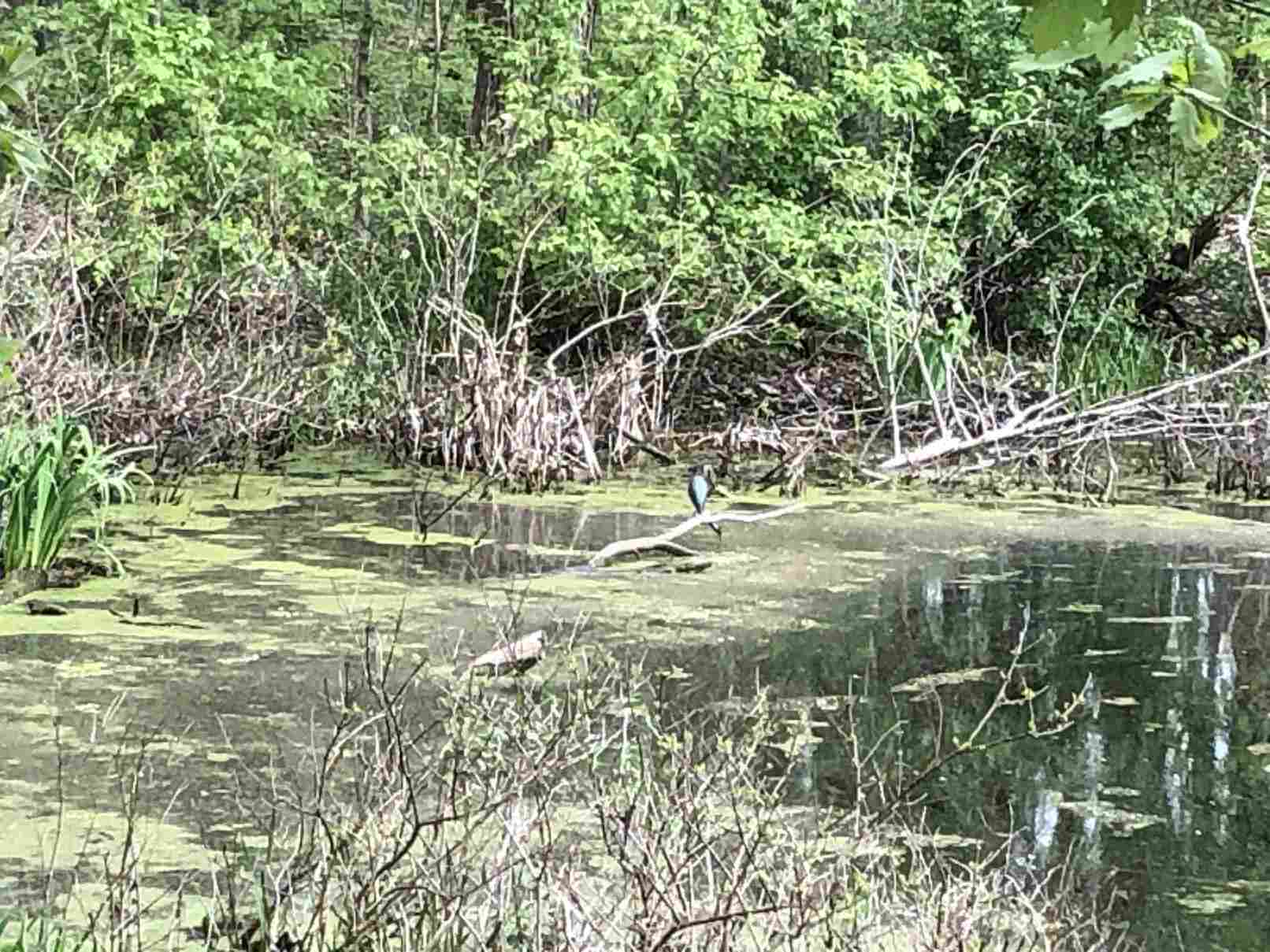 Green Heron on the Pond