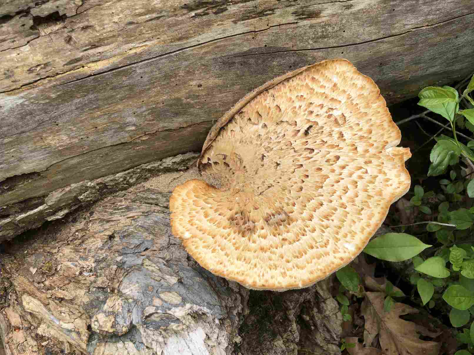 Dryad's Saddle fungus attached to a downed tree